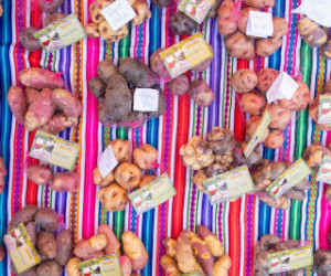 Dzień Ziemniaka w Peru