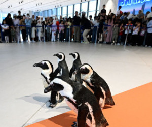 Spacer pingwinów w Centrum Naukowym w Kuwejcie