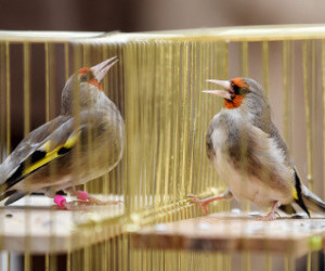 Pojedynki śpiewu ptaków w Kabulu