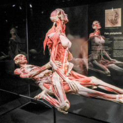 Wystawa Body Worlds Pulse w Warszawie