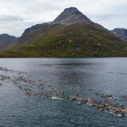 Tradycyjna migracja reniferów w Norwegii