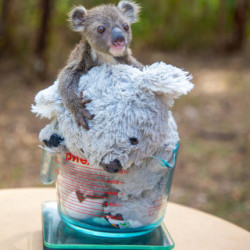 Najmniejsza koala