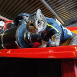 Kot strażak