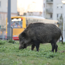 Dziki w mieście