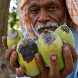Zmiany klimatyczne niszczą uprawy mango w Pakistanie