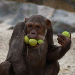 Szympans bawi się 
piłkami do tenisa