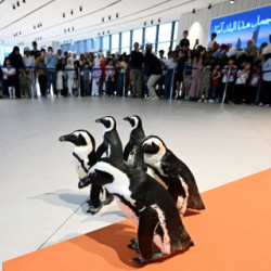 Spacer pingwinów w Centrum Naukowym w Kuwejcie