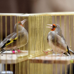 Pojedynki śpiewu ptaków w Kabulu