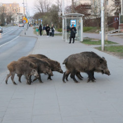 Dziki w mieście
