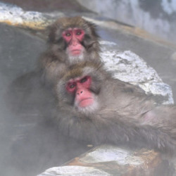 Makaki japońskie kąpią się w gorących źródłach