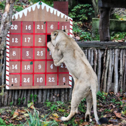 Kalendarze adwentowe dla mieszkańców zoo