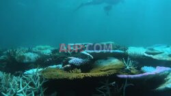 Po miesiącach rekordowych upałów australijska rafa doświadcza zjawiska blaknięcia koralowców - AFP