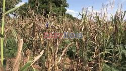 El Nino wywołuje suszę, kryzys bezpieczeństwa żywnościowego dla mieszkańców Malawi - AFP