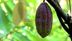 Global Chocolate Supply Impacted By Cacao Tree-Killing Virus