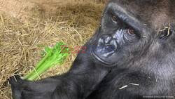 Gladys The Gorilla's Broken Arm Is On The Mend Thanks To World's First Gorilla Cast