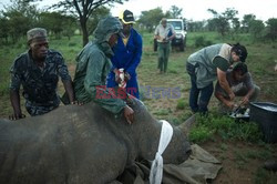 Prywatna farma nosorożców - AFP