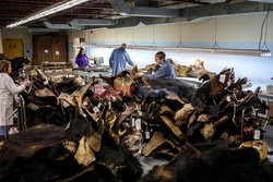 Kryzys przemysłu futrzarskiego w Kanadzie - AFP