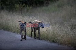 Atrakcje parku Krugera - AFP
