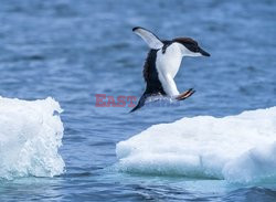 Skaczące pingwiny