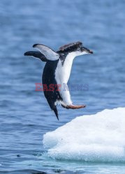 Skaczące pingwiny