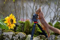 Wiewiórka fotograf