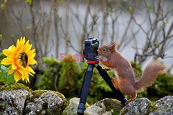 Wiewiórka fotograf