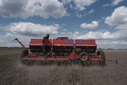 Ukraińscy rolnicy nie sieją kukurydzy w tym sezonie