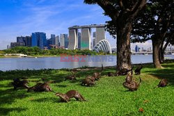 Wydry z Singapuru