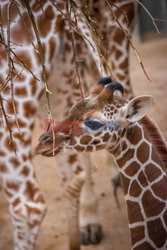 Mała żyrafa bada wybieg u boku matki