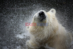 Niedźwiedź polarny otrząsa się z wody