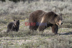 Najstarsza mama niedźwiedzica grizzly