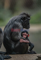 W zoo w Chester urodził się makak czubaty Sulawesi