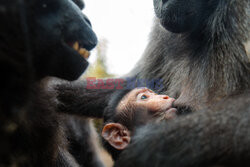 W zoo w Chester urodził się makak czubaty Sulawesi