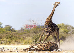 Żyrafy walczą o terytorium