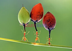 Mrówki dźwigają owoce