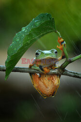 Żabka pod parasolem z liścia