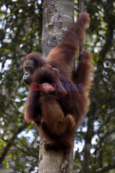 Orangutany w Parku Narodowym Tanjung Puting