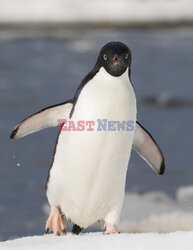 Pingwiny surfują po lodzie