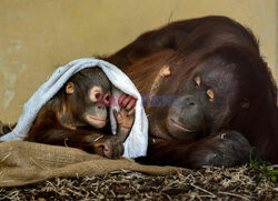 Orangutan z ręcznikiem
