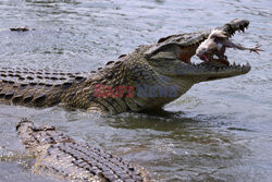 Krokodyle atrakcją stolicy Wybrzeża Kości Słoniowej