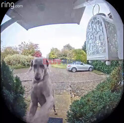 Pies dzwoni do drzwi