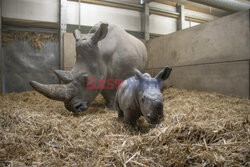 Nowo narodzony nosorożec biały