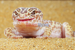 Uśmiechnięty gekon