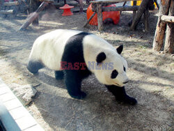 Pandy z pekińskigo zoo