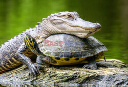 Aligator wypoczywa na żółwiu