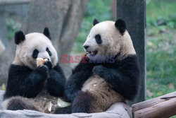 Pandy podczas posiłku