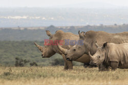 Zakochane nosorożce