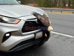 Samochód uderzył orła bielika na autostradzie