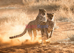 Gonitwa młodych gepardów