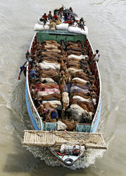 Rolnicy i ich krowy na łodziach